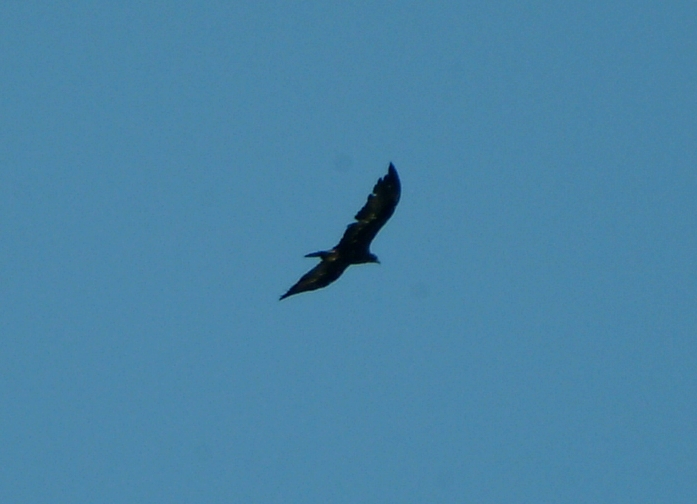 Aquila?